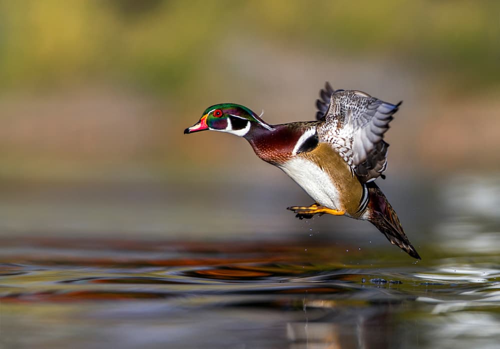 Wood Duck Takes Flight by verdon — canvas wall art