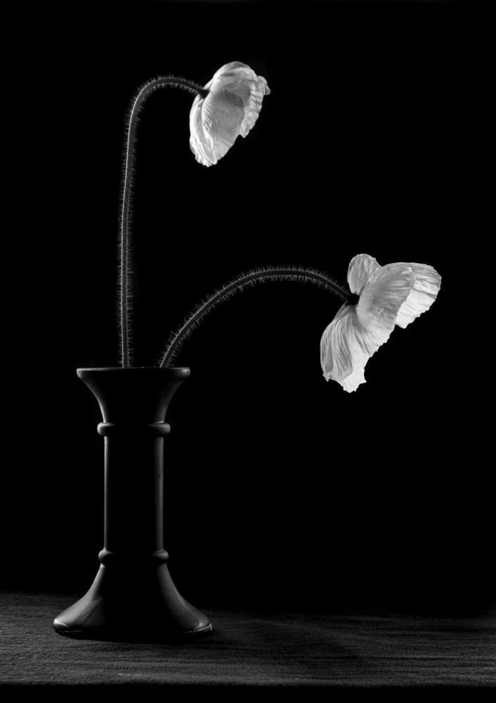 Graceful Poppies In Vase by Gaby Grohovaz — canvas wall art