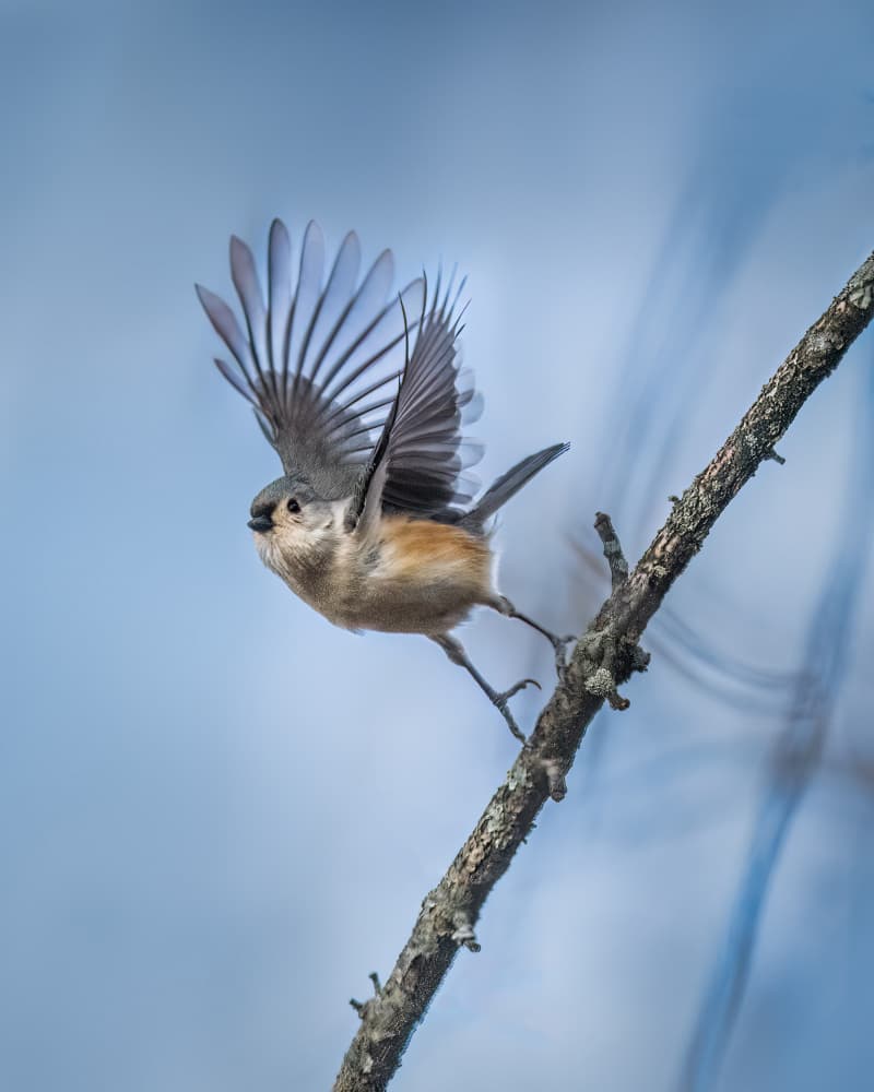 Bird Taking Flight by Xiao Cai — canvas wall art