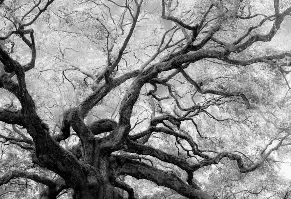 Gnarled Tree Branches by Courtney Crane — canvas wall art