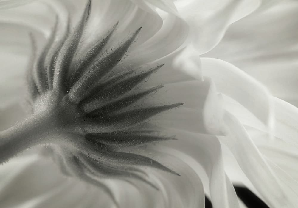 Gentle Petal Underside by Lotte Grønkjær — canvas wall art