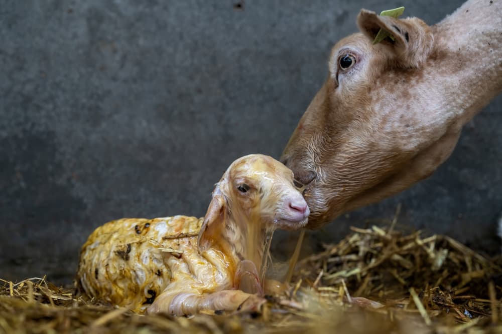 Newborn Lamb Mother's Love by Gert van den Bosch — canvas wall art