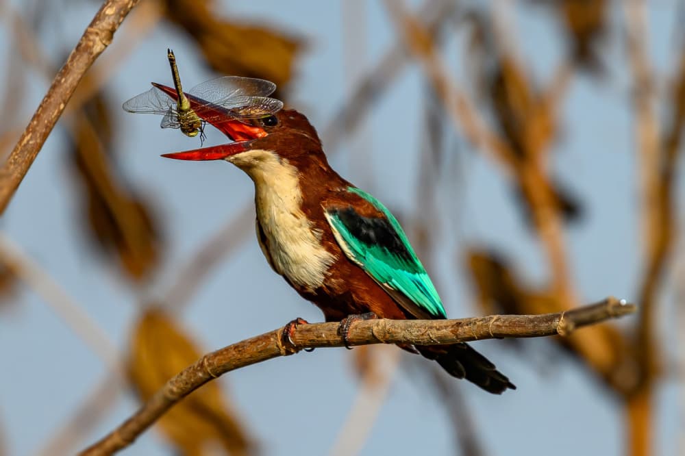 Kingfisher Catches Dragonfly by Shmulik Weiss — canvas wall art