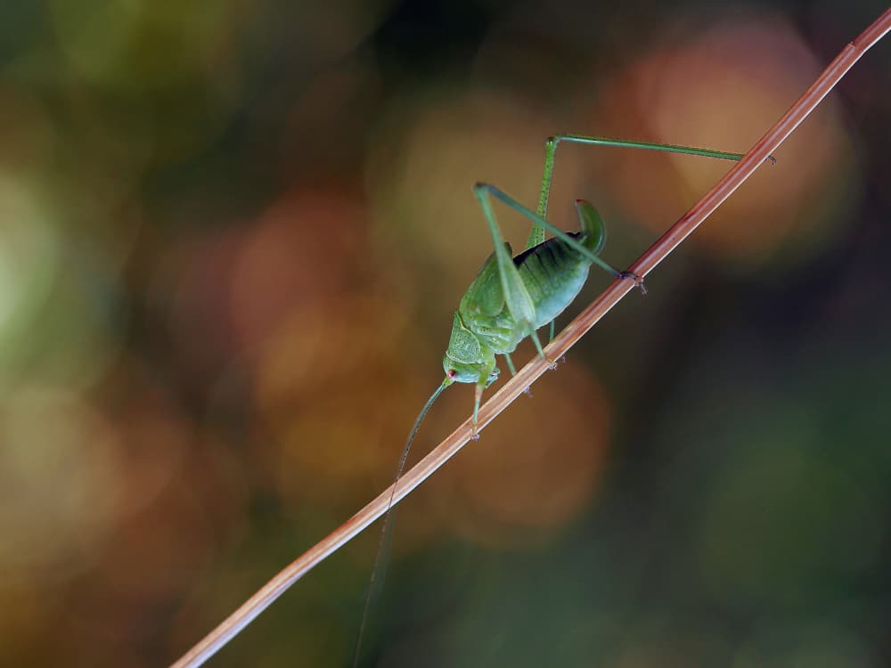 Green Grasshopper Macro by Thierry Dufour — canvas wall art