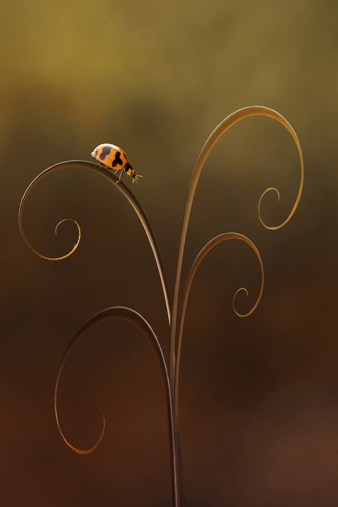 Ladybug on Spiral Tendril by Edy Pamungkas — canvas wall art