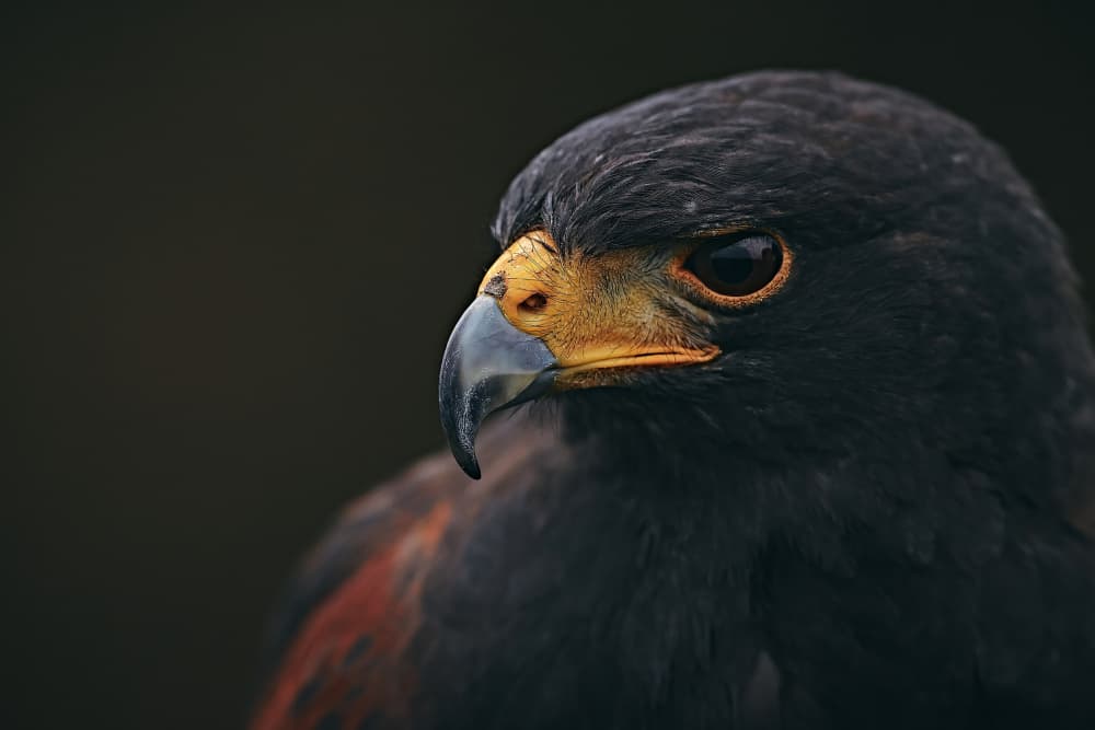 Majestic Harris Hawk Profile by Stuart Williams — canvas wall art