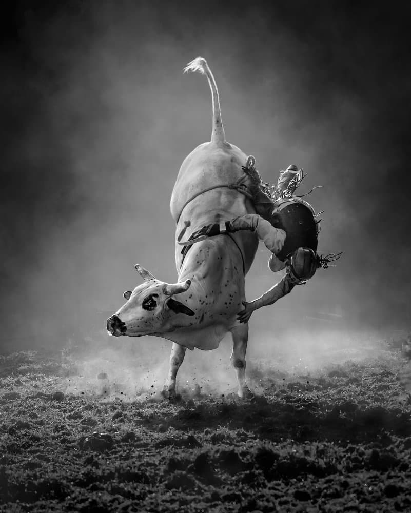 Rodeo Bull Action by Frank Ma — canvas wall art