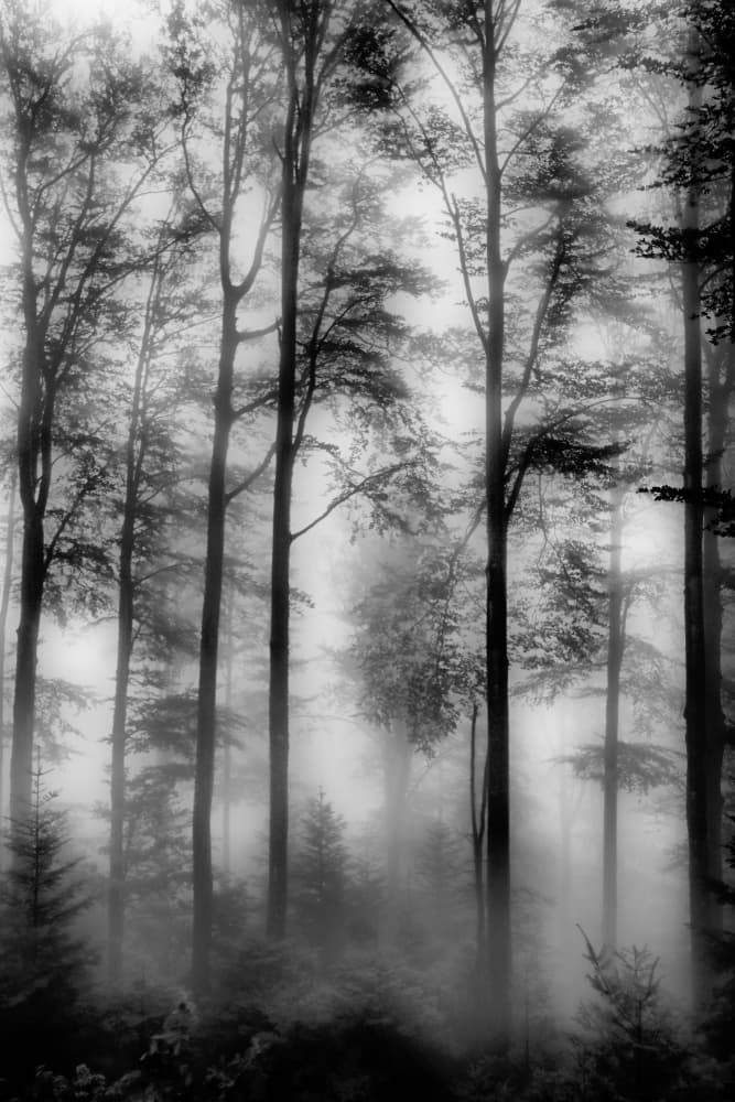 Misty Forest Trees by Bojan Bencic — canvas wall art