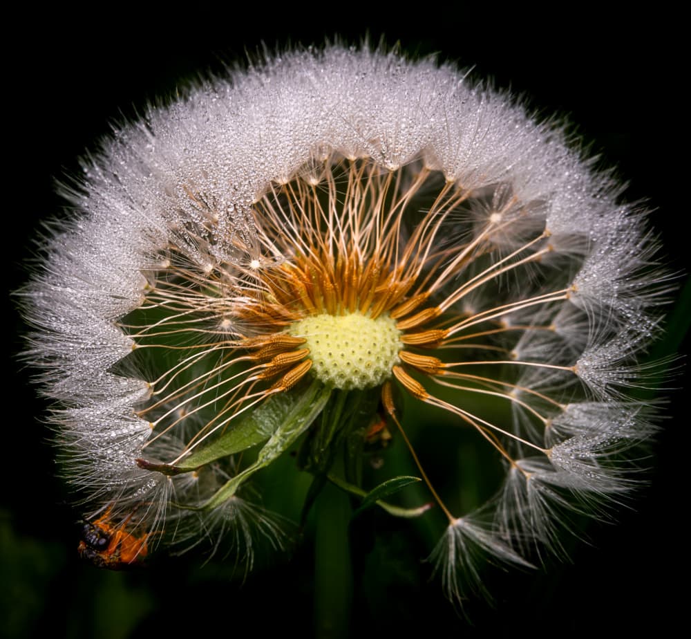 Fresh Dandelion Dewdrops by Eduard Andrica — canvas wall art