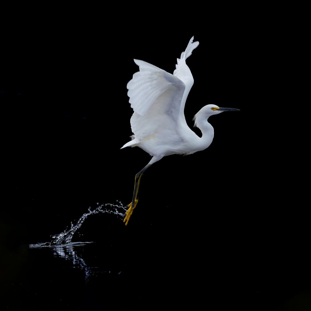 Graceful Egret Takes Flight by Tracy — canvas wall art