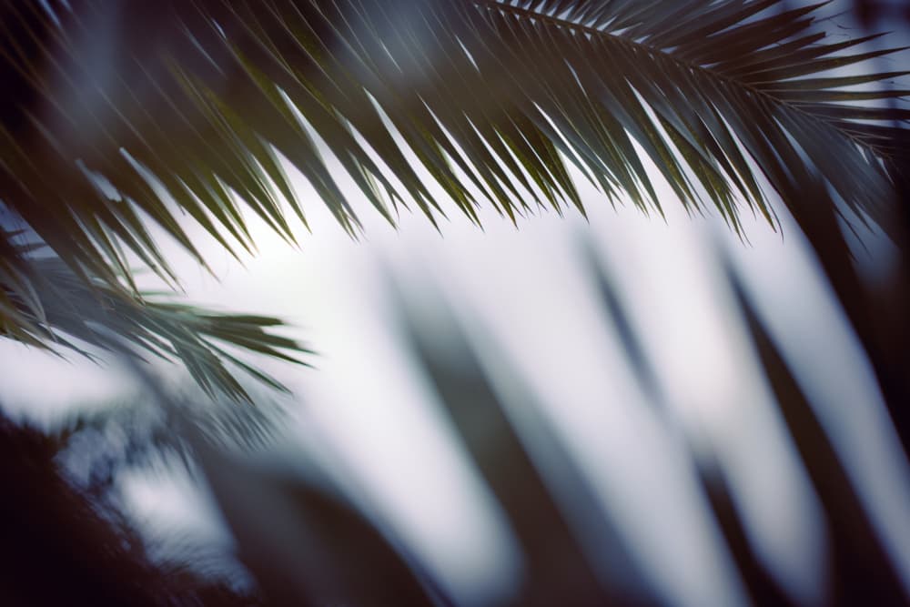 Soft Tropical Palm Fronds by Tim Mossholder — canvas wall art