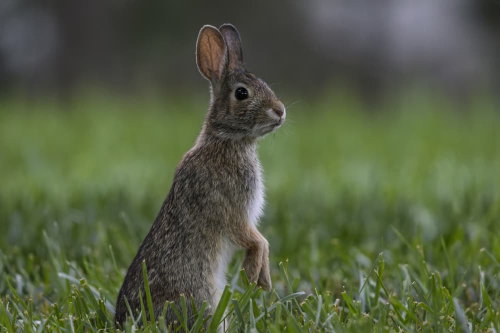 Curious Bunny in Grass by Ozan AKTAS — canvas wall art