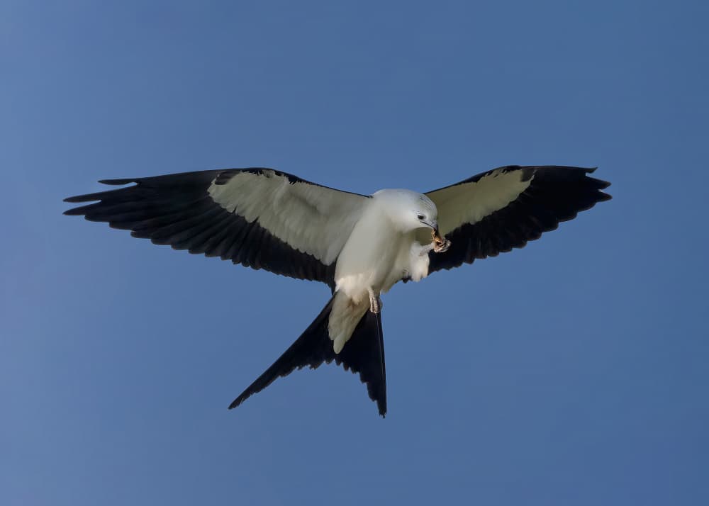 Swallow-tailed Kite Flight by Robert Zhang — canvas wall art