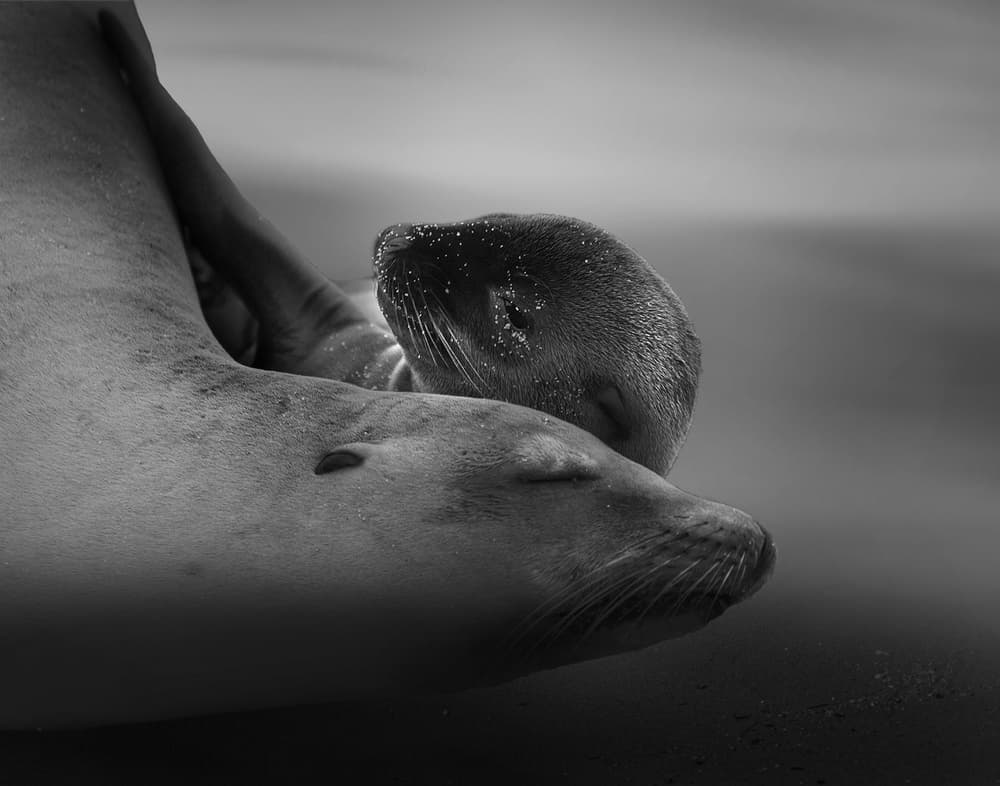 Mother And Pup Embrace by Krystina Wisniowska — canvas wall art