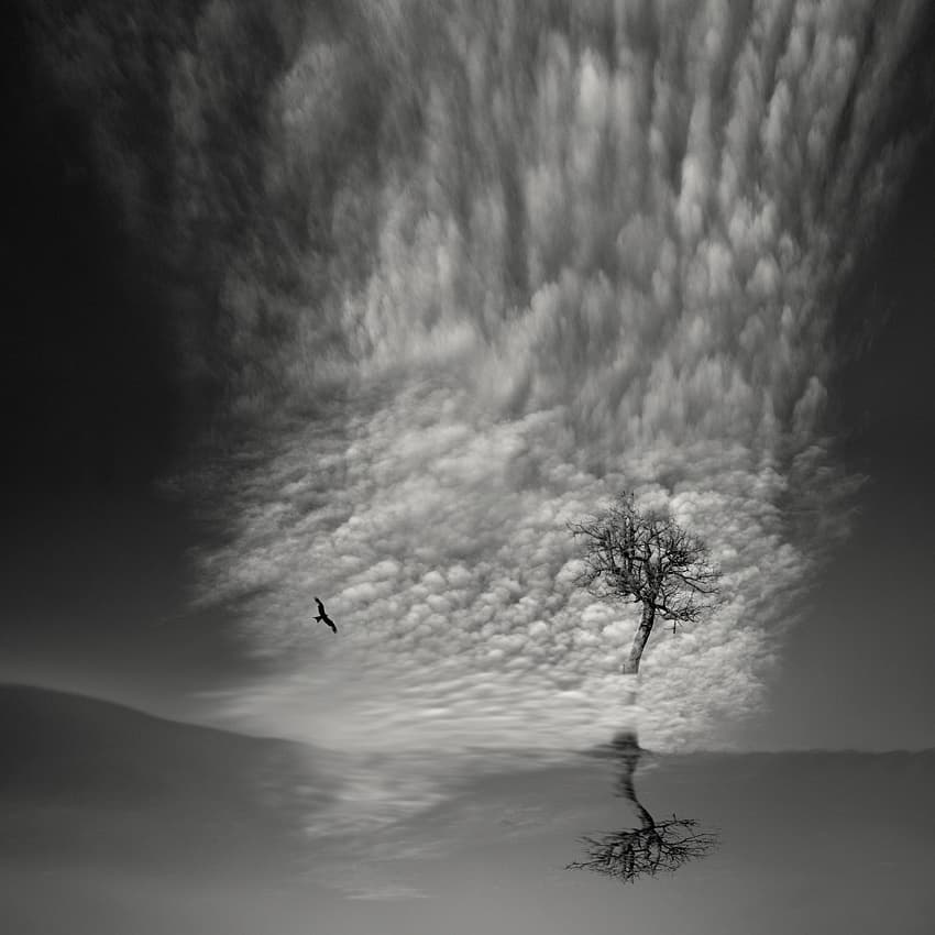 Lone Tree Reflection by Pietrino Di Sebastiano — canvas wall art