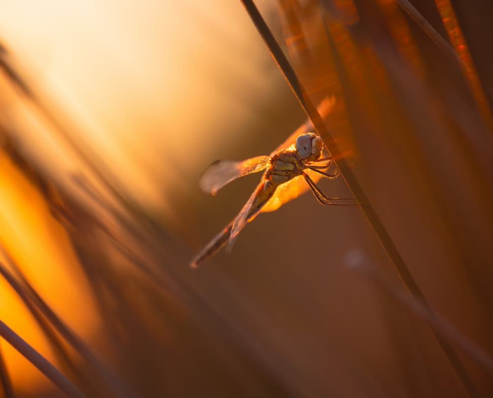 Golden Hour Dragonfly by Gianpaolo Meriana — canvas wall art