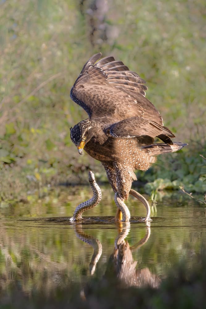 Eagle Catches Snake by Bill Lu — canvas wall art