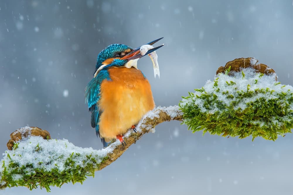 Winter Kingfisher Catch by Petar Sabol — canvas wall art