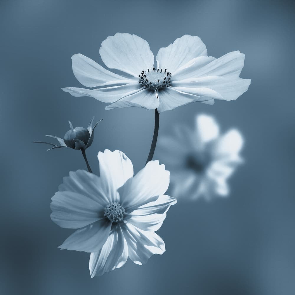 Gentle Floral Serenity by Stefan Eisele — canvas wall art