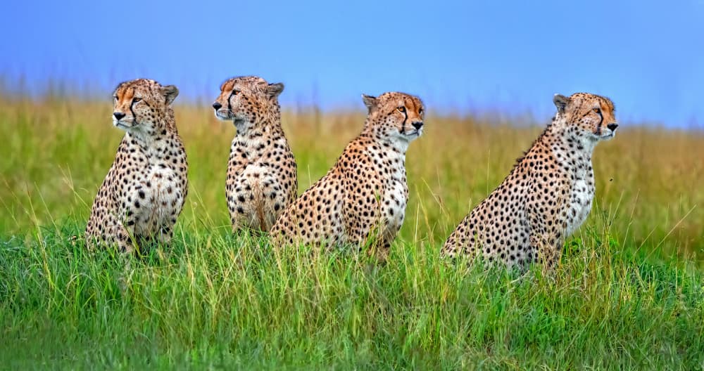 Four Cheetahs Watching by Xavier Ortega — canvas wall art