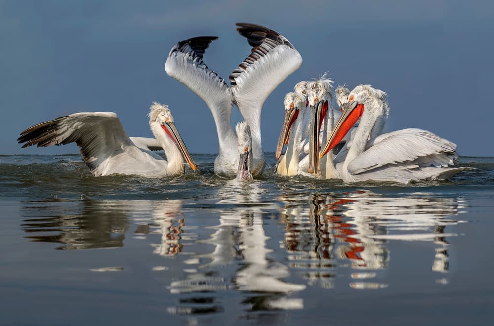 White Pelicans Feeding by Xavier Ortega — canvas wall art