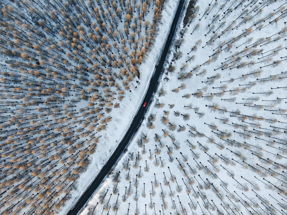Snowy Forest Drive by Bingo Z — canvas wall art