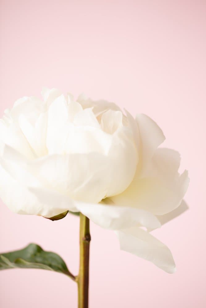 White Peony Soft Pink by Pictufy Studio III — canvas wall art