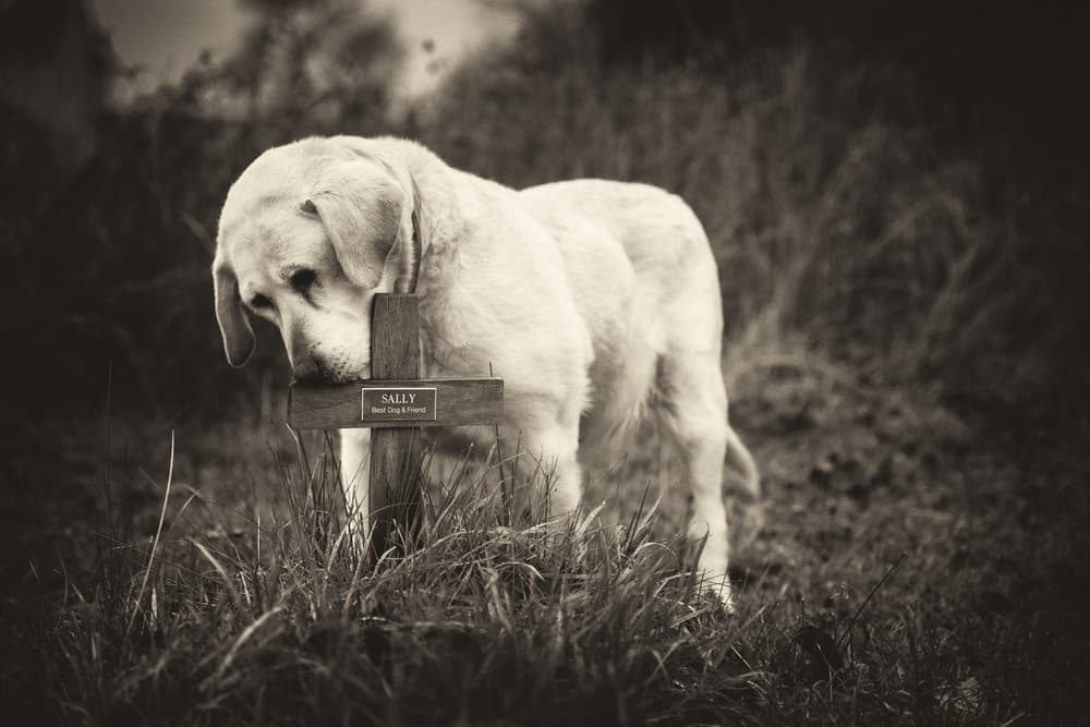 Sad Dog Memorial by Joe Conroy — canvas wall art