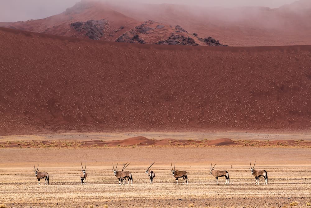 Oryx Herd Desert Dunes by Marco Tagliarino — canvas wall art