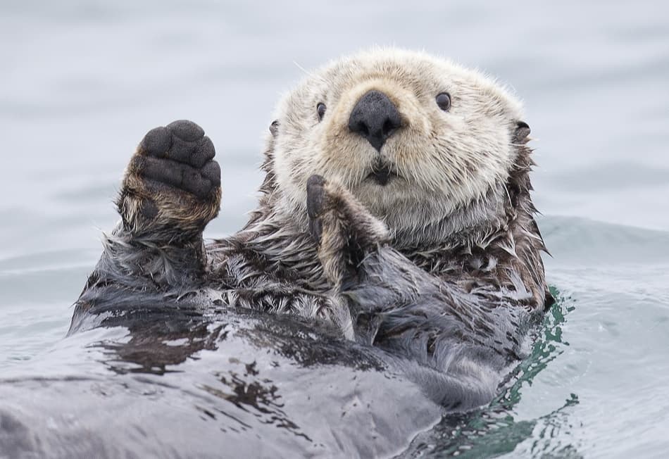 Curious Sea Otter by Roman Golubenko — canvas wall art