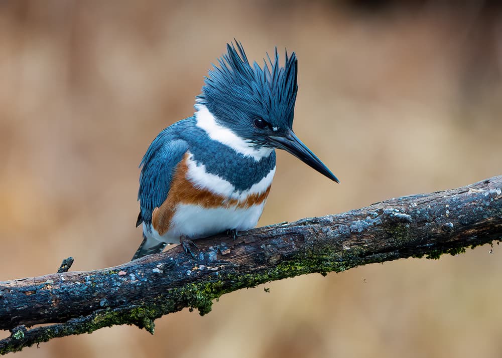 Kingfisher On Mossy Branch by Robert Zhang — canvas wall art