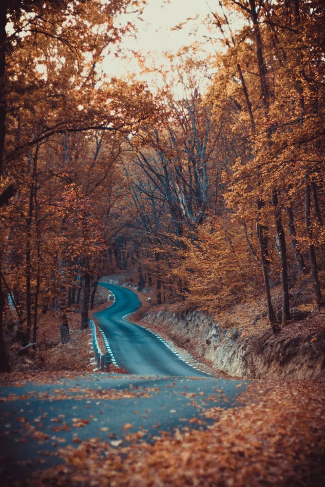 Winding Autumn Forest Road by Toma Georgian Mihai — canvas wall art