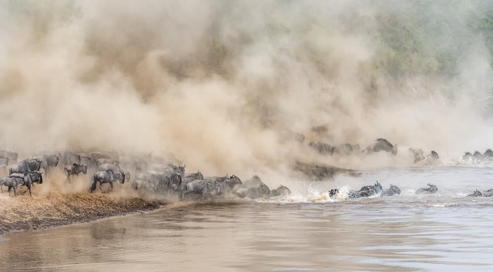 Great Migration River Crossing by Jeffrey C. Sink — canvas wall art