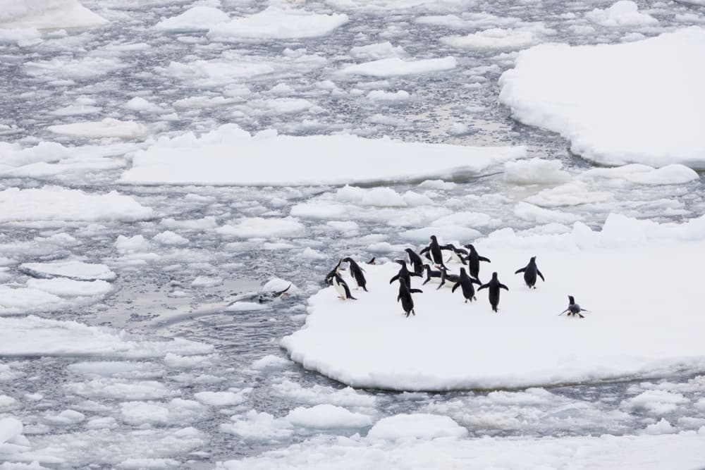Antarctic Penguins On Ice by Michelle Degryse — canvas wall art