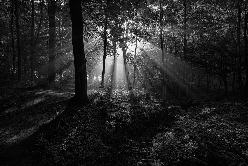 Sunbeams Through Trees by Leif Løndal — canvas wall art