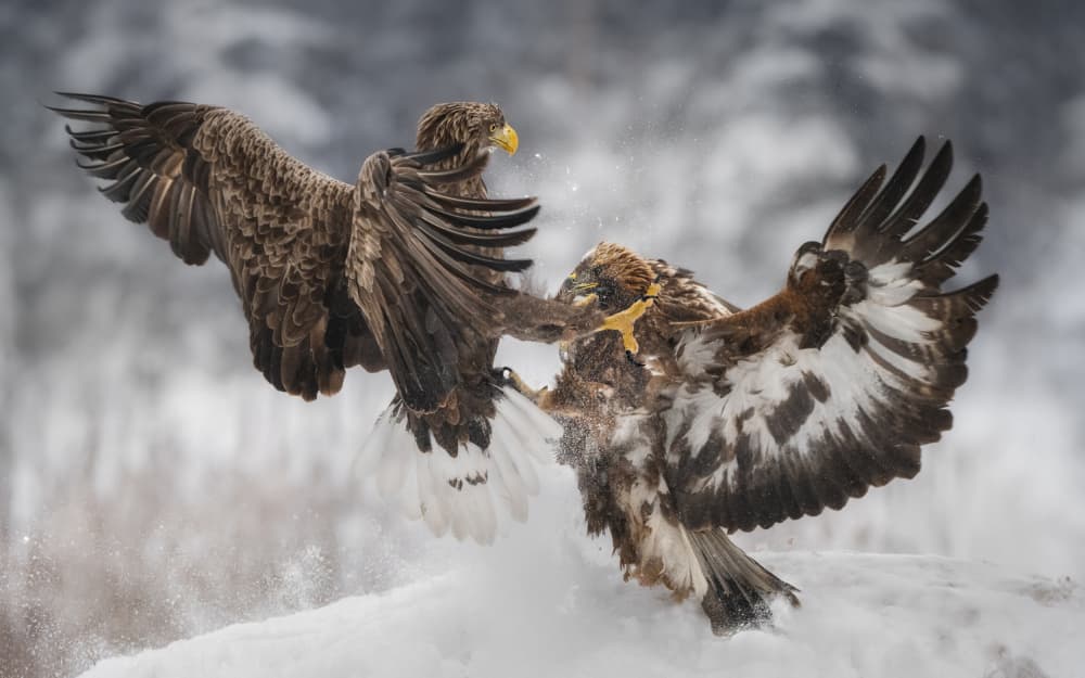 Eagles Fighting In Snow by Olga Rudchenko — canvas wall art