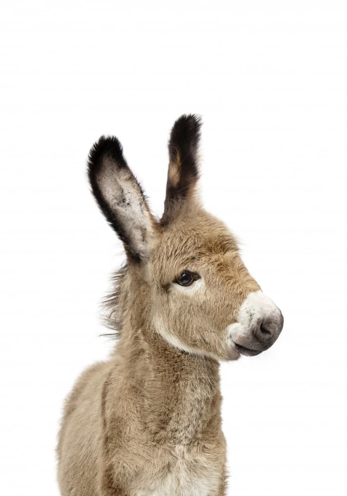 Baby Donkey by Kathrin Pienaar — canvas wall art