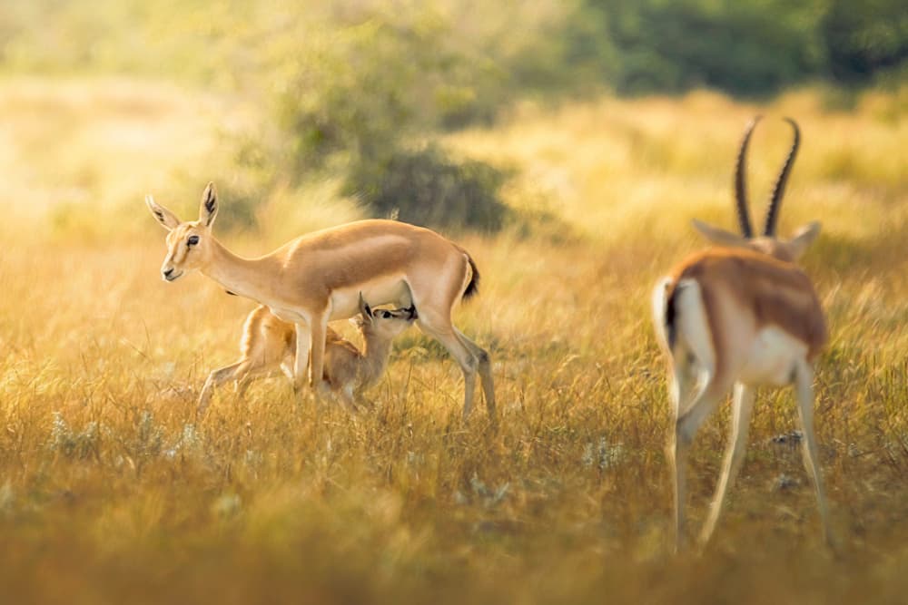 Golden Hour Gazelle Family by Sina Pezeshki — canvas wall art