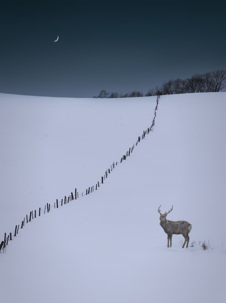 Lone Buck Winter Night by Ling Jiang — canvas wall art