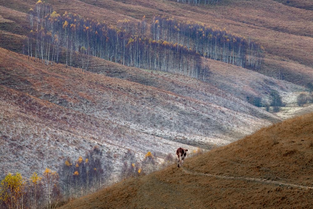 Autumn Hillside Cow by Vio Oprea — canvas wall art