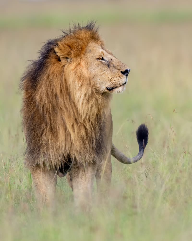 Majestic African Lion by Ahmed Elsheshtawy — canvas wall art