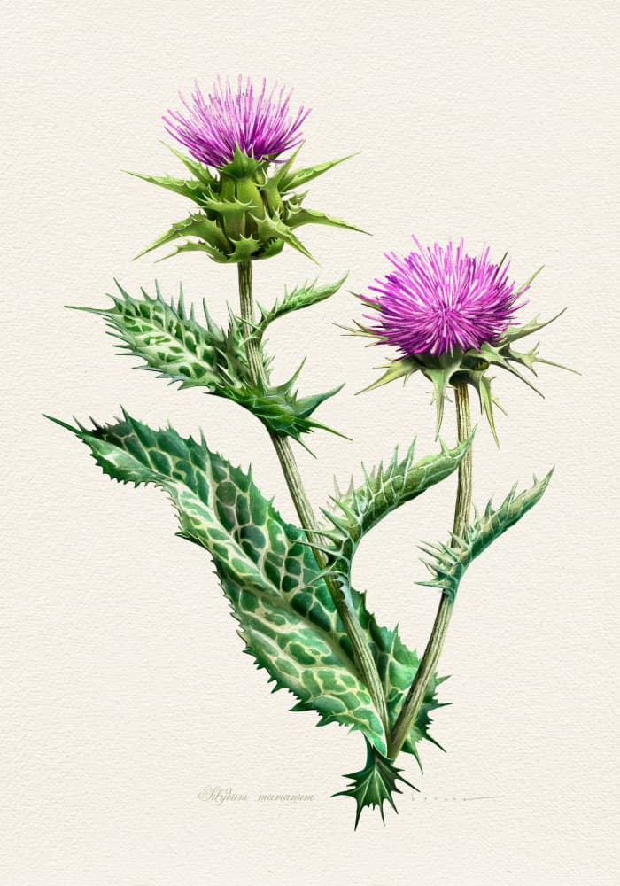 Vibrant Thistle Botanical by Juan Hernaz — canvas wall art