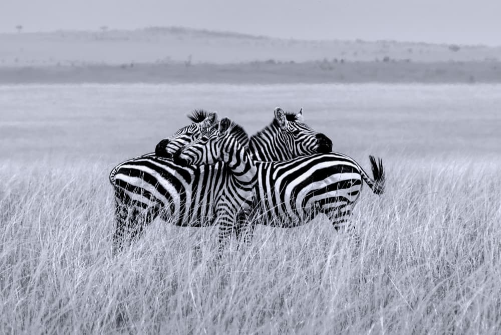 African Zebra Huddle by Anita Singh — canvas wall art