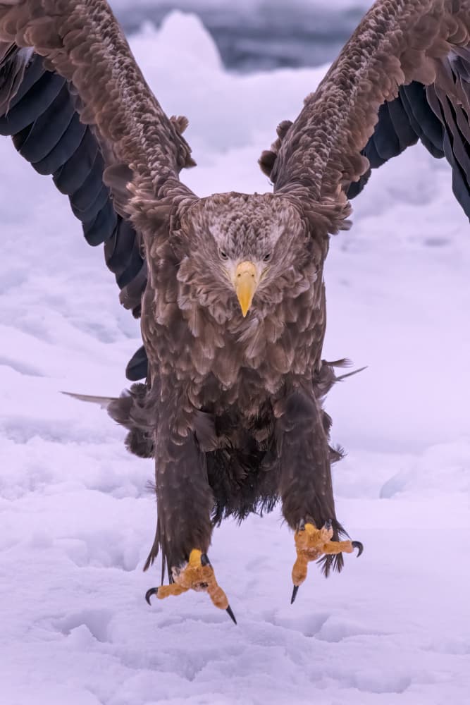 Powerful Eagle Winter Landing by Q Liu — canvas wall art