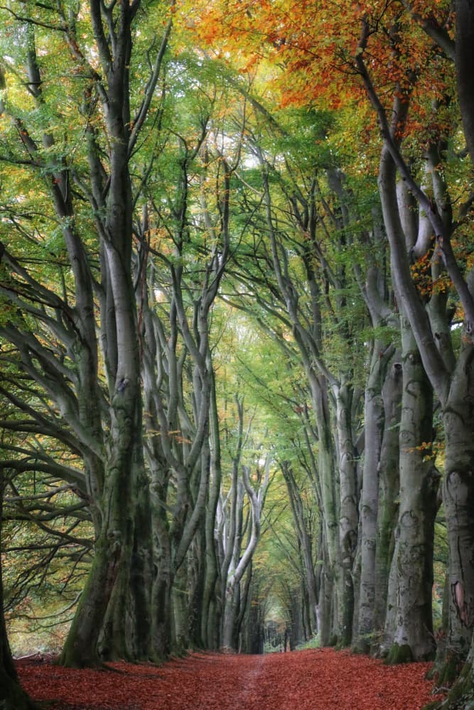 Autumn Forest Path by Hilda van der Lee — canvas wall art