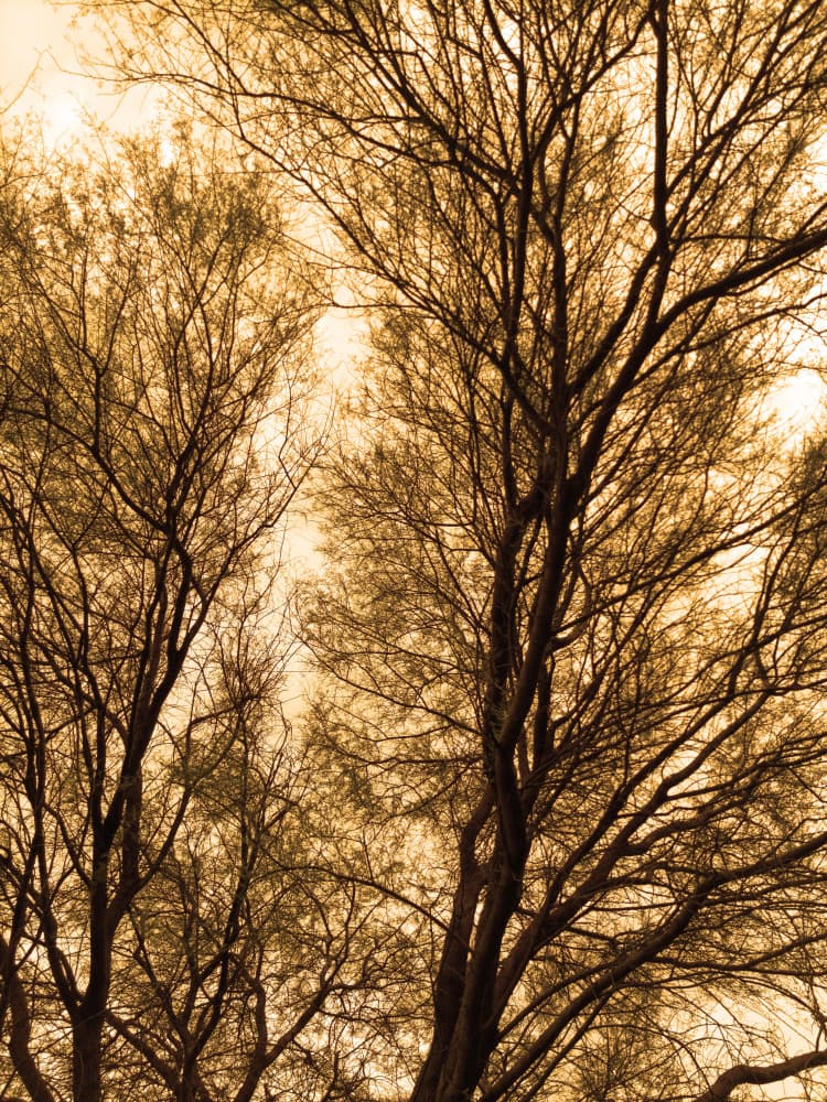 Golden Branches by Santhosh ch — canvas wall art