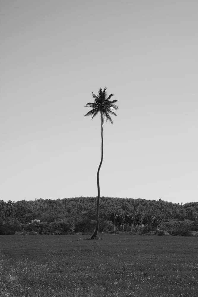 Elegant Palm Tree View by Del Mundo Portraits — canvas wall art