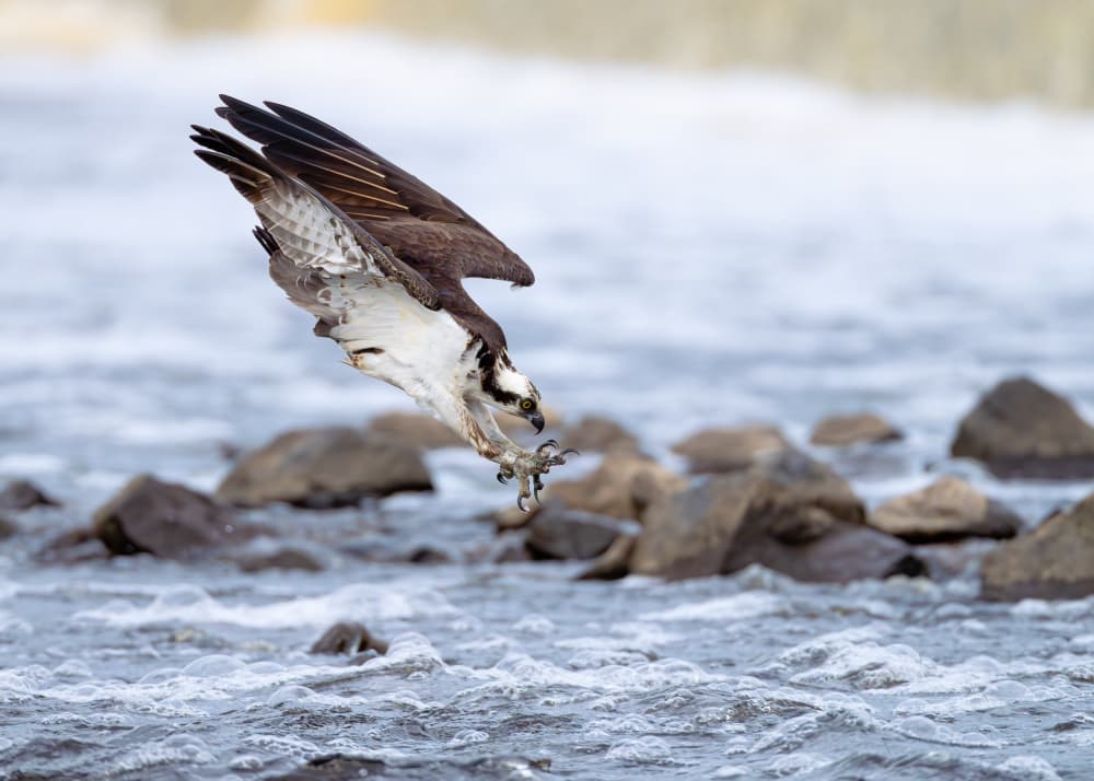 Osprey Fishing Dive by Johnny Chen — canvas wall art