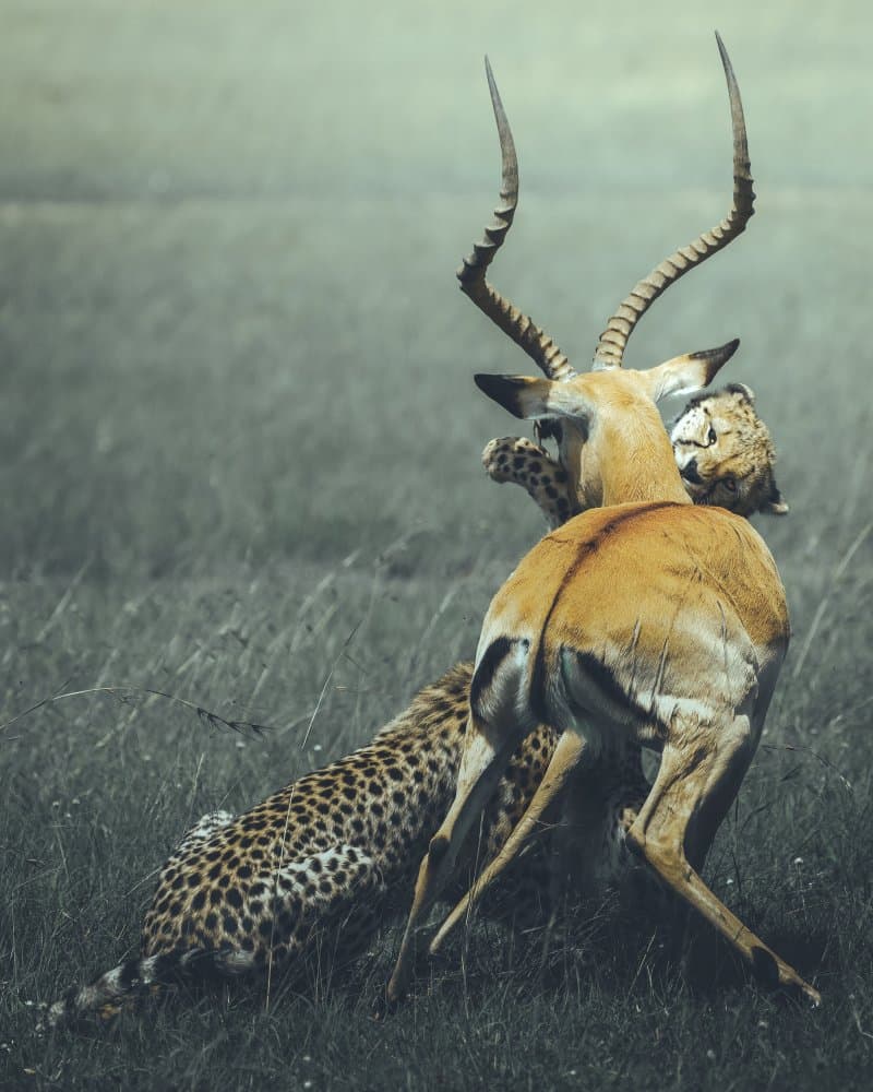 Cheetah Impala Hunt by Ahmed Sobhi — canvas wall art