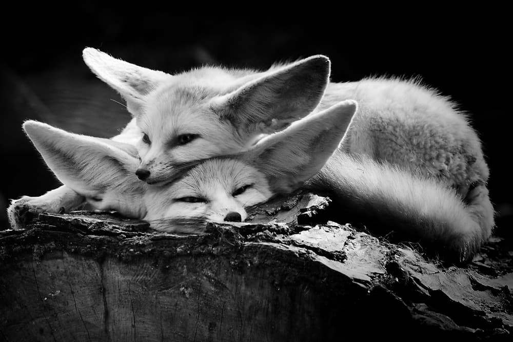 Peaceful Fennec Foxes